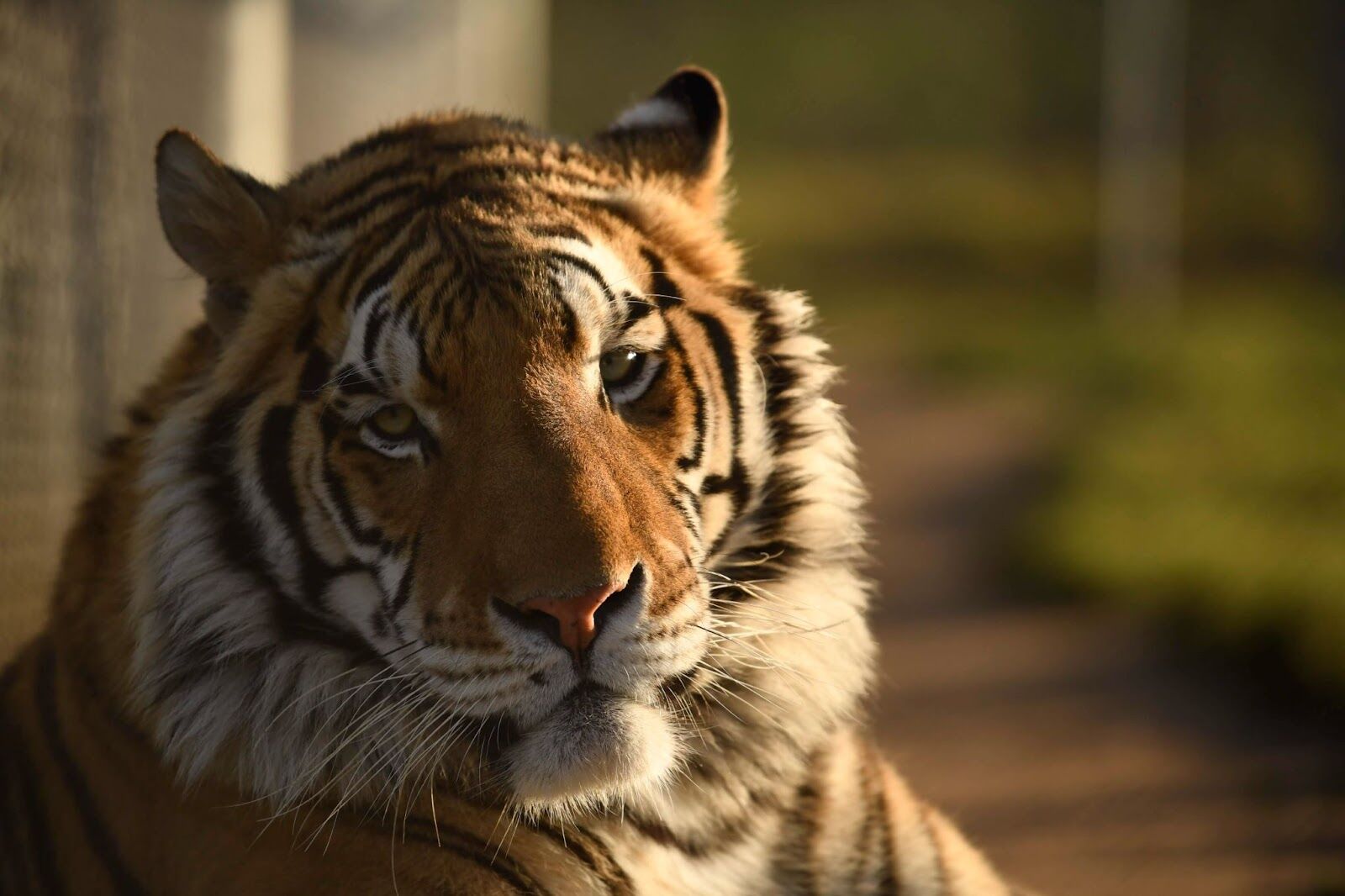 A Summer of Compassion at Lions Tigers and Bears